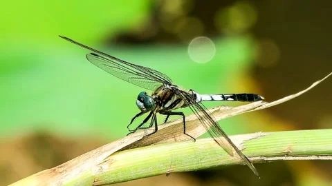 Close-up shot of a flying dragonfly Vidéo 145972758