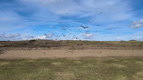 Close-up shot of flying flock of seagulls above ground Stock Footage 164835266
