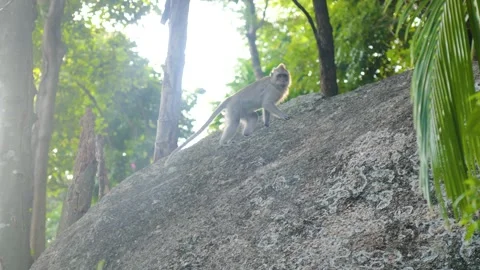 Close-up shot fo a monkey climbing and sitting on a rock in Koh Phangan Stock Footage 303943015