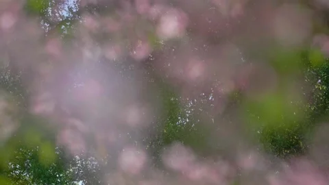 Close-up shot with focus shift from background abstract trees to blooming pink Stock Footage 130522584