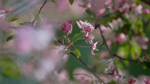 Close-up shot with focus shift from blooming pink apple tree branch to Stock Footage 130522499