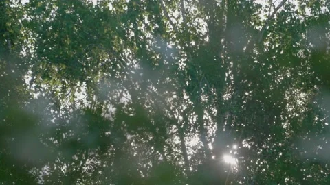 Close-up shot with focus shift from blurry background abstract trees to blooming Stock Footage 130523128