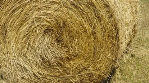 A close-up shot focuses on the spiral texture and golden dry stalks Stock Footage 339910541