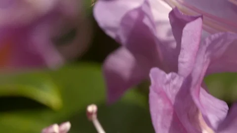Close-up shot following a bee as it gathers nectar from a pink flower Stock Footage 91375974