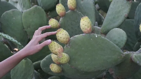 Close-up shot 스톡 동영상 131109200