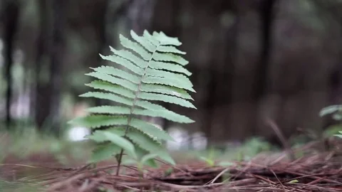 Close Up Shot Of Forest Fern Leave Moving Gently Stock Footage