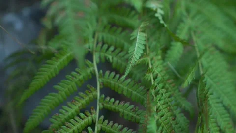 Close Up Shot Of Forest Video stock 201404352