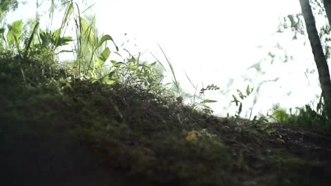 Close shot of forest nature in summer. Stock Footage 150108299