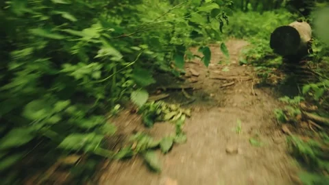 Close-up shot forest path dirt road green grass plants, old trees scattered old Stock Footage 310630029