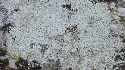 Close-up shot of forest soil Video stock 145778979