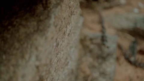 Close-up shot of forest soil Stock Footage 145779007