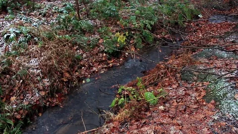 Close shot of forest stream in late autumn Stock Footage
