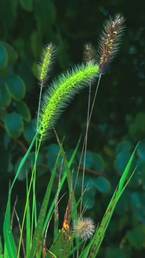 Close up shot of foxtail grass swaying in the summer breeze Vídeos de archivo 344785092