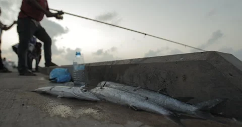 Close Up Shot Of Fresh Catch Of Fish Lying On The Pier (4K) Stock Footage 61089225