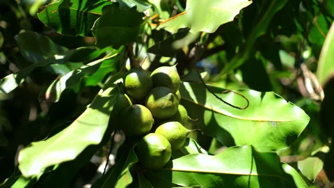 Close-up shot of fresh, green macadamia nuts growing on tree Видео 280585188
