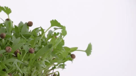 A close-up shot of fresh microgreens rotating on the turntable. Isolated, on the Stock Footage 107318063