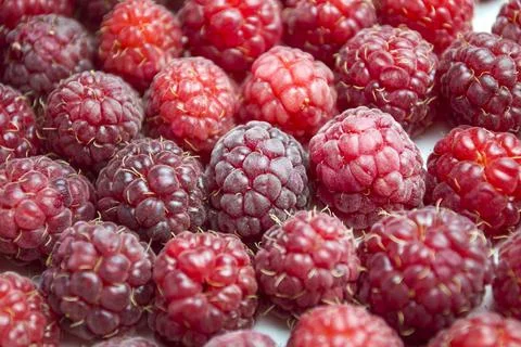 A close-up shot of a fresh raspberry - perfect for a food blog or photo Foto stock