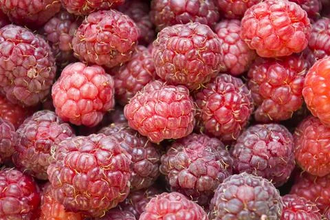 A close-up shot of a fresh raspberry - perfect for a food blog or photo Stock Photos