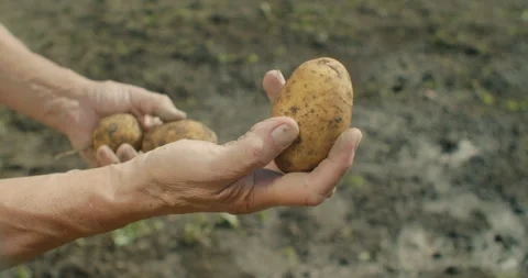 Close-up shot of fresh raw potato tubers in farmer's hands, farmer harvesting 動画素材 303431802