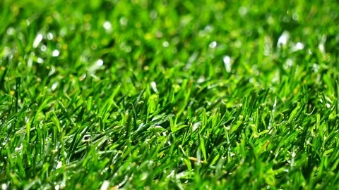 Close-up shot fresh spring green grass with water drops Video stock 75613026