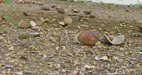 Close up shot freshwater empty shells open and broken on a riverbank Stock-Footage 258964042