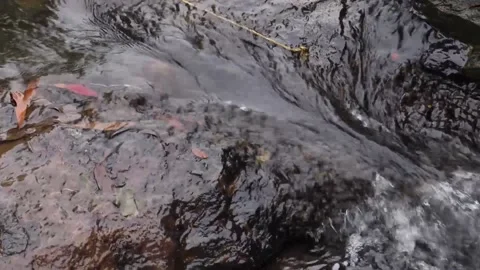 Close-up shot of freshwater flows from cascade over the rocks Stock Footage 168345211