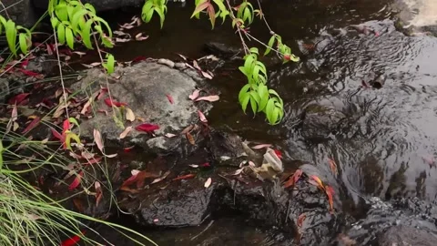 Close-up shot of freshwater flows from cascade over the rocks Stock Footage 168345346