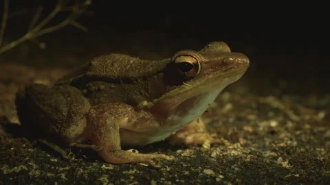A close up shot of a frog at night with a slight motion, displaying its nat.. Stock Footage 337633652