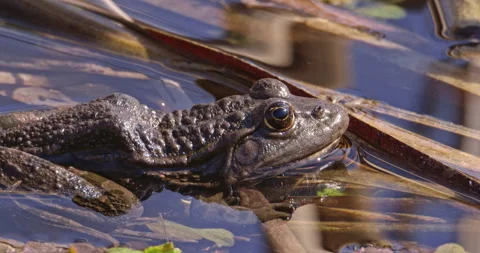 Close up shot of a frog in a pond Stock Footage 255966847