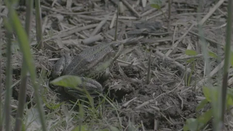 Close up shot of a frog sitting in between some plants near a pond and Stock Footage 244641657