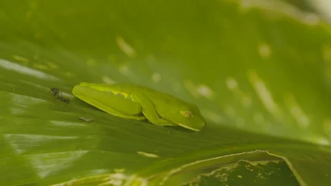 Close up shot of frog sleeping and camouflaging on leaf in Tortuguero forest Stock Footage 141250541