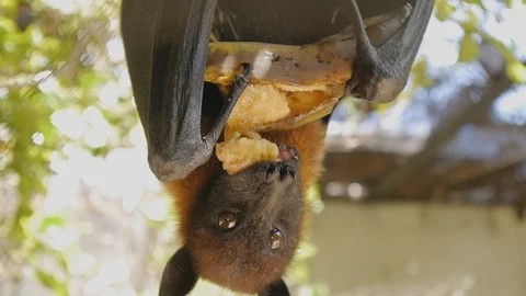 Close-up shot of fruit bat eating banana hanging upside down. Stock Footage 91715984