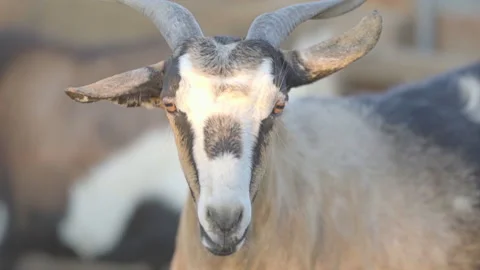 Close Up Shot Of Funny A Goat Rolling Eyes Vídeos de archivo 148546900