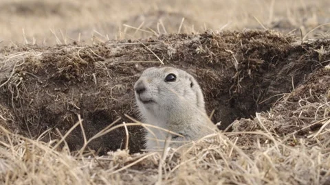 Close-up shot of a funny ground squirrel emerging from a hole in slow motion. Stock Footage 310529019