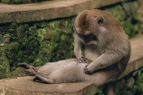 Close up shot of funny monkey sitting on green wall background Stock Photos