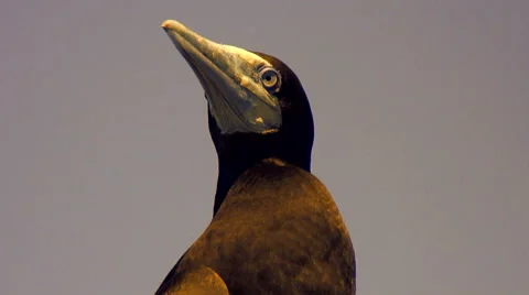 Close shot of gannet´s head, red sea Stock Footage 42896279