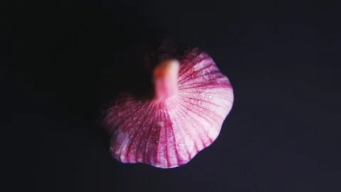 Close shot of garlic rotating in a circle on a black background. Stock Footage 112652907