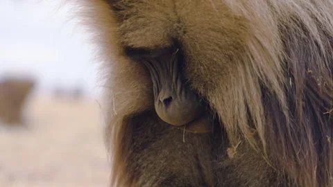 Close Up Shot Of A Gelada Monkey Feeding In Simien Mountains National Park Stock-Footage 315424051