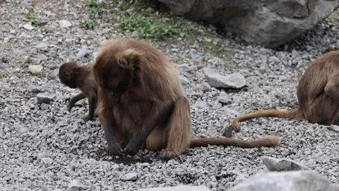 Close up shot of Gelada Monkey Looking for food between rocks and stones Video stock 250249321
