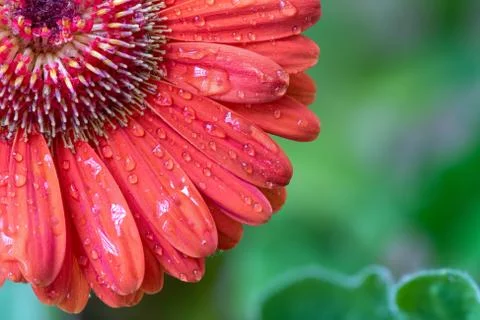 Close up shot of a Gerbera Daisy. Stock Photos