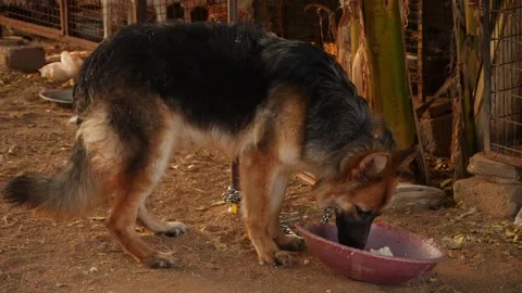 Close shot of German shepherd breed dog eating food Stock Footage 150714376