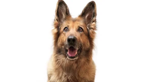 Close up shot of a German shepherd dog on white background, moving head up an Stock Footage 246994443