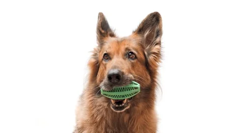 Close up shot of a German shepherd dog on white background, holding green bal Stock Footage 246994491