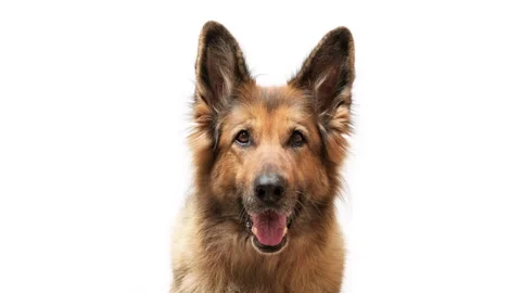 Close up shot of a German shepherd dog on white background, looking at the ca Stock Footage 246994542