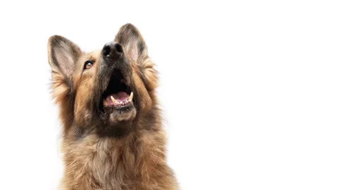 Close up shot of a German shepherd dog on white background, looking up, copy Stock Footage 246994594