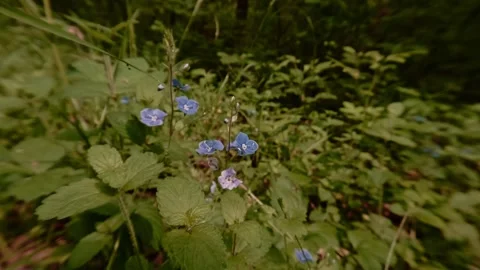 Close-up shot of Germander speedwell blossoms, wildflowers in the forest Video stock 334649958