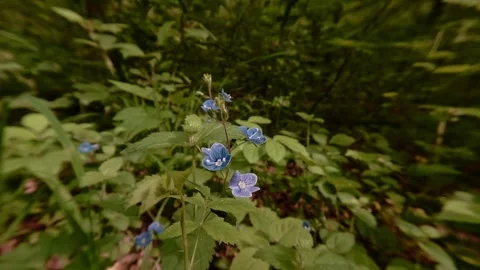 Close-up shot of Germander speedwell blossoms, wildflowers in the forest Video stock 334650065