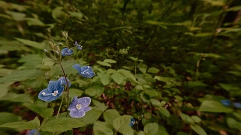 Close-up shot of Germander speedwell blossoms, wildflowers in the forest Video stock 334650128