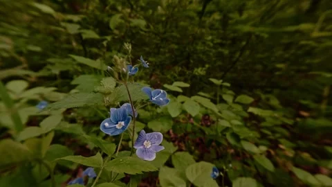 Close-up shot of Germander speedwell blossoms, wildflowers in the forest Video stock 334650154