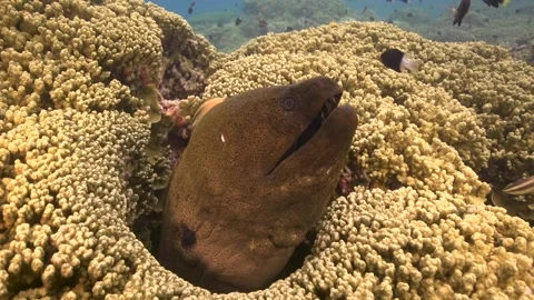 Close shot of a Giant moray eel is getting cleaned by a cleaner wrasse on Stock Footage 158018193